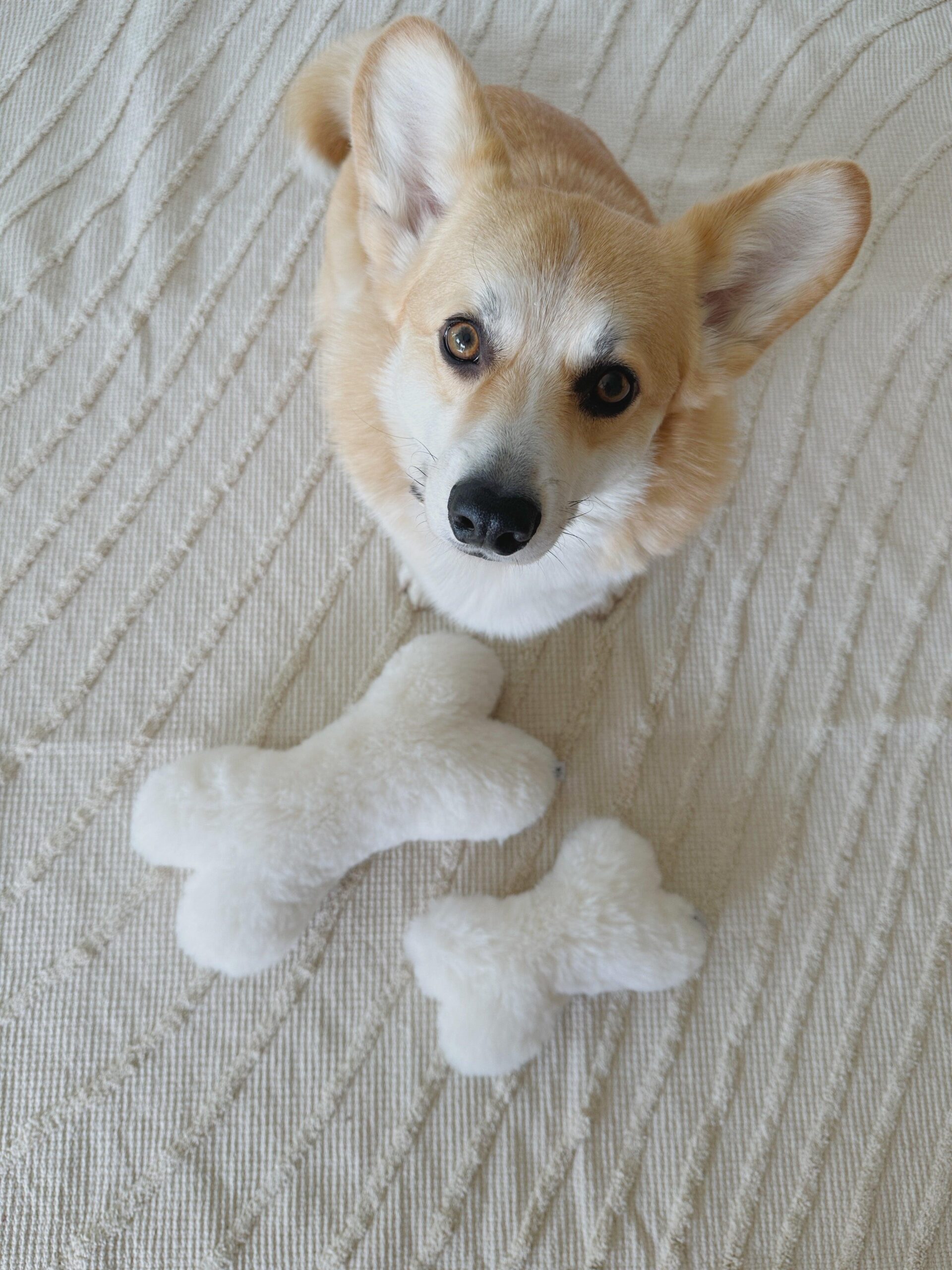 image44c7b0f7574b477f9a542566ca6ebe54jpg Urban Pet Play Ltd | AwardWinning Pet Care Pet Shop