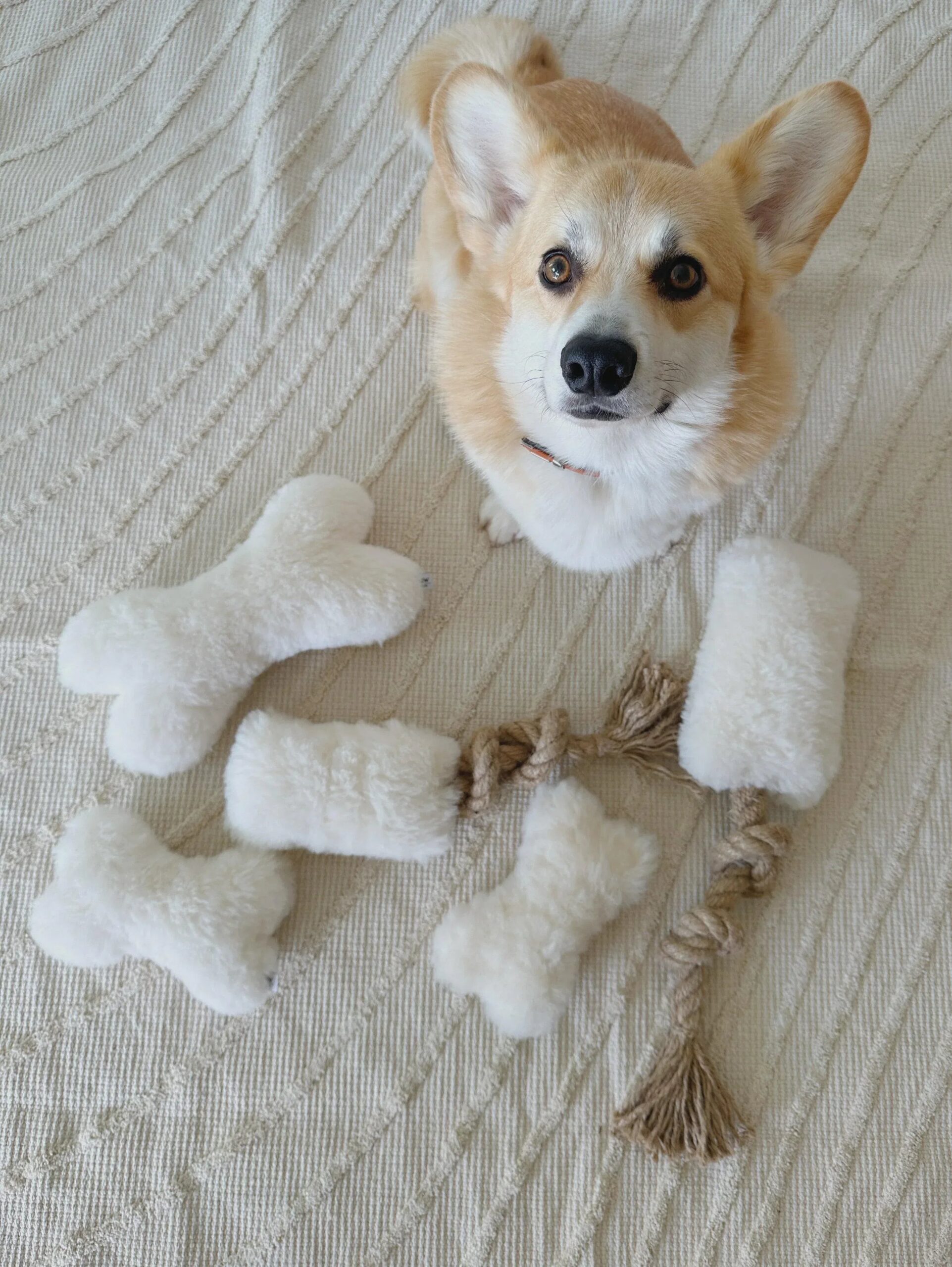 imagedd1642bb0d064897923ff85c4d5b6b271jpg Urban Pet Play Ltd | AwardWinning Pet Care Pet Shop