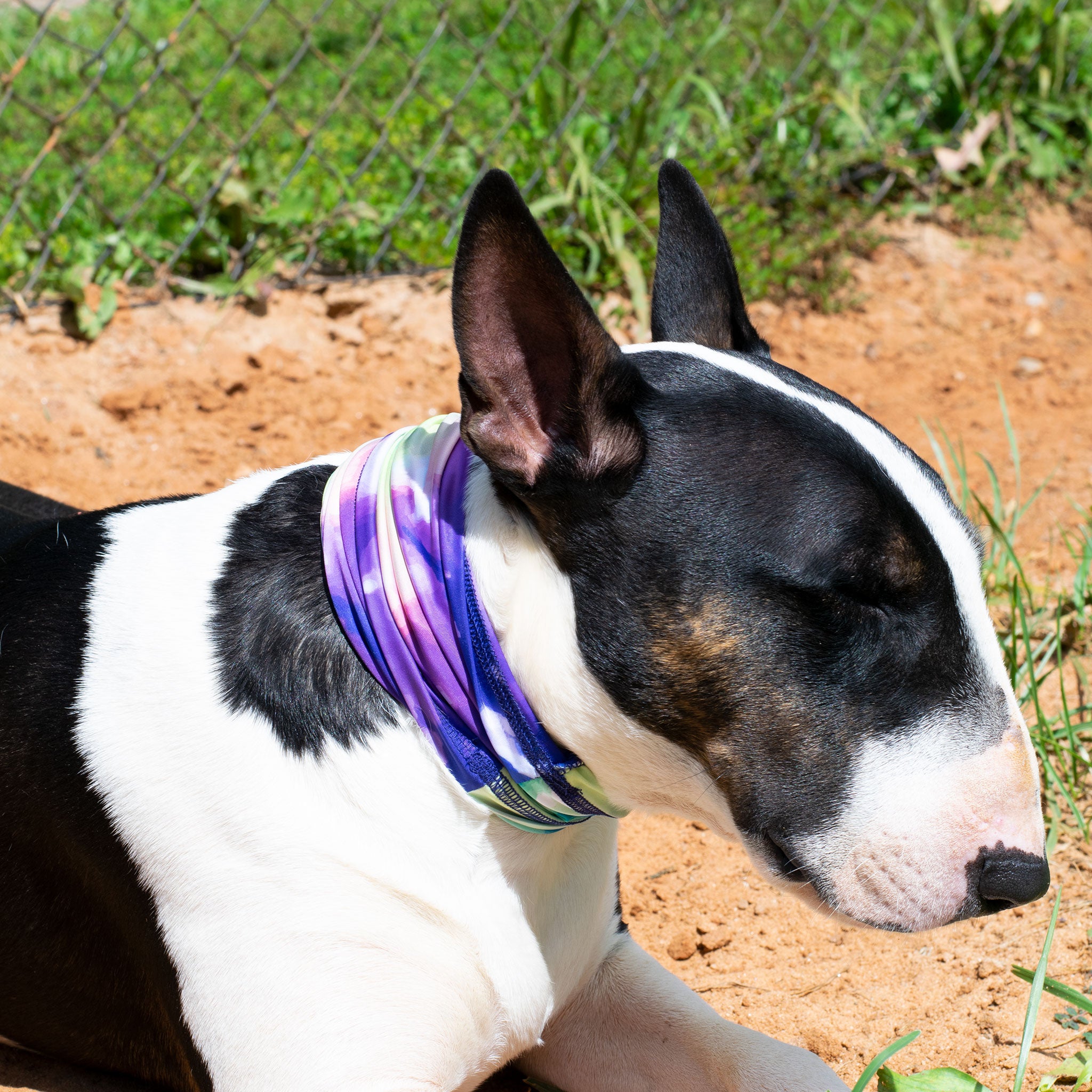 tiedyepupscruff35c2a21544524e108f60023e7e6b8660jpg Urban Pet Play Ltd | AwardWinning Pet Care Pet Shop