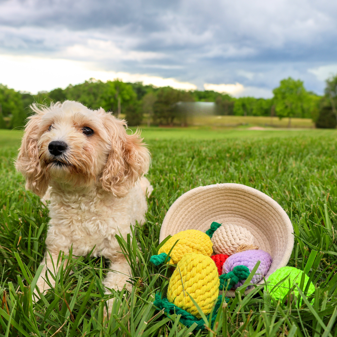 HandmadeEcoFriendlyCottonRopePetRingsforSustainabilitypng Urban Pet Play Ltd | AwardWinning Pet Care Pet Shop
